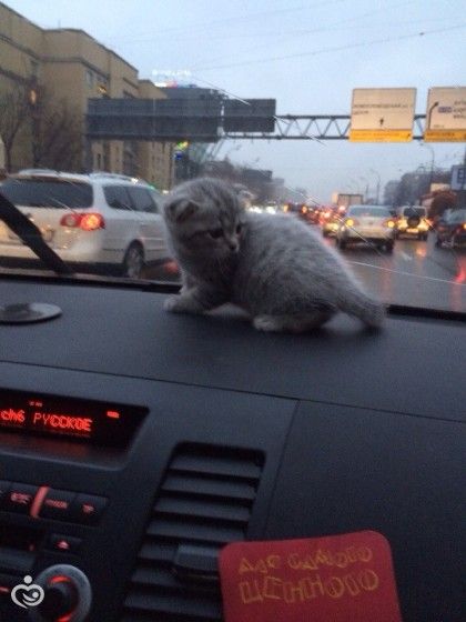 Царь! Очень приятно, Царь!