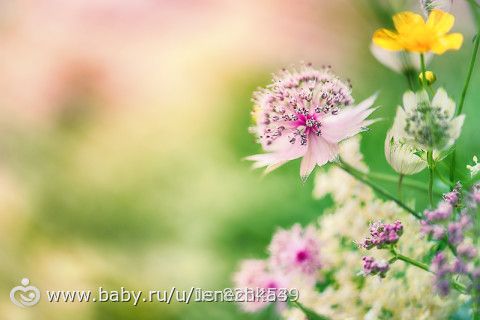 Голосование Фотопроект календарь. Июнь. Группа 4