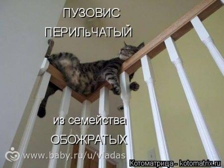 Зверопозитив