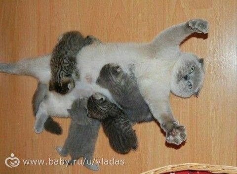 Зверопозитив