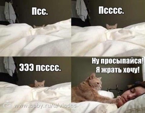 Зверопозитив
