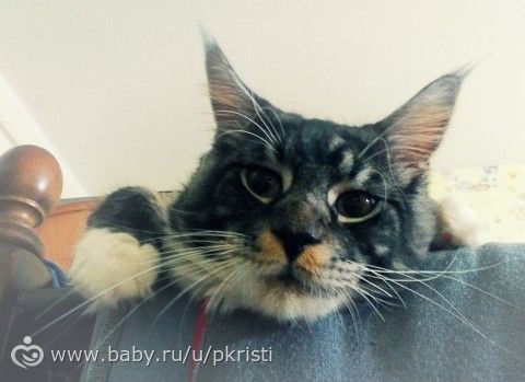 Сын подстриг кота))) Сын подстриг кота)))
