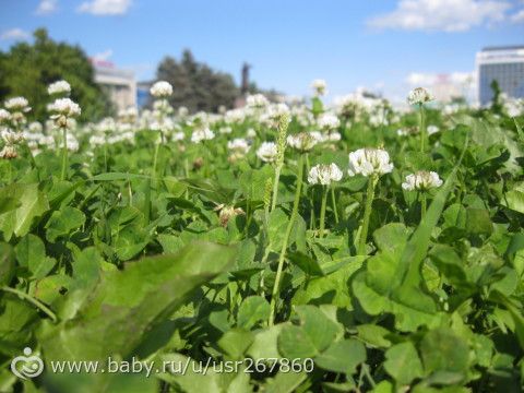 Давненько я вас не радовала цветами :)
