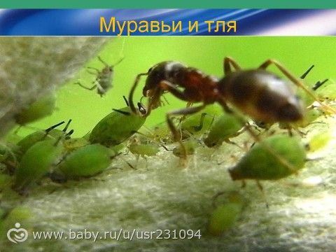 ТЗ. Божьи коровки, муравьи и тля