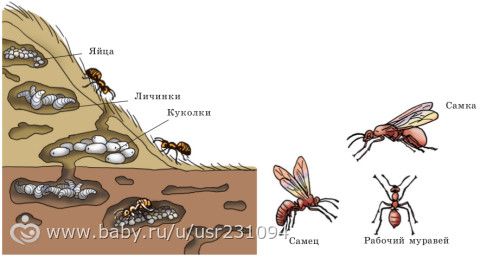 ТЗ. Божьи коровки, муравьи и тля