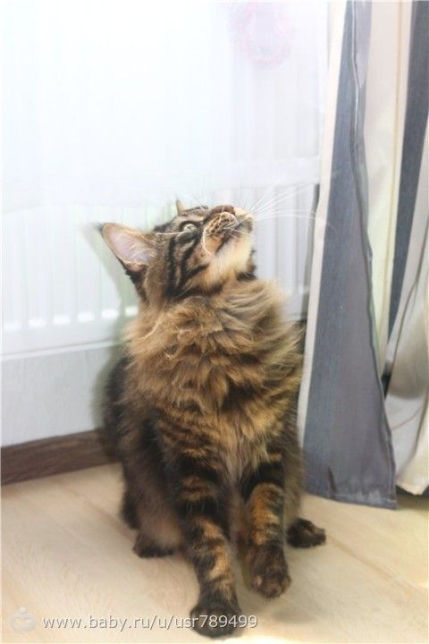 Кошатинка наша)))