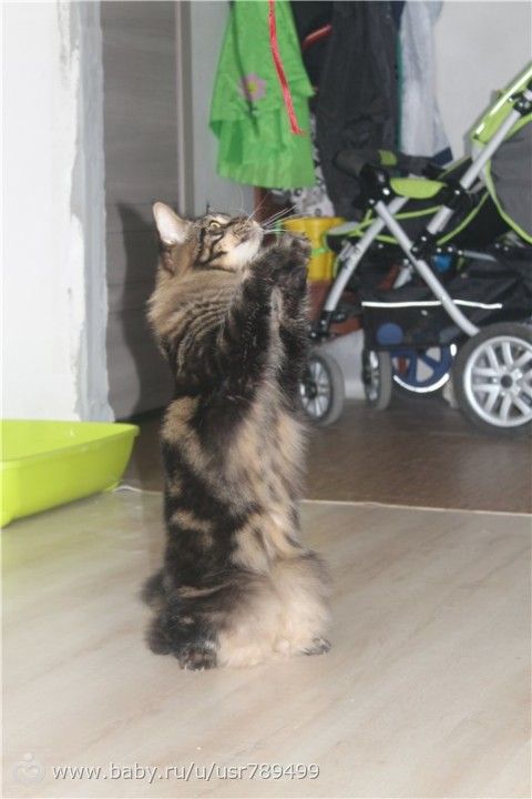 Кошатинка наша)))