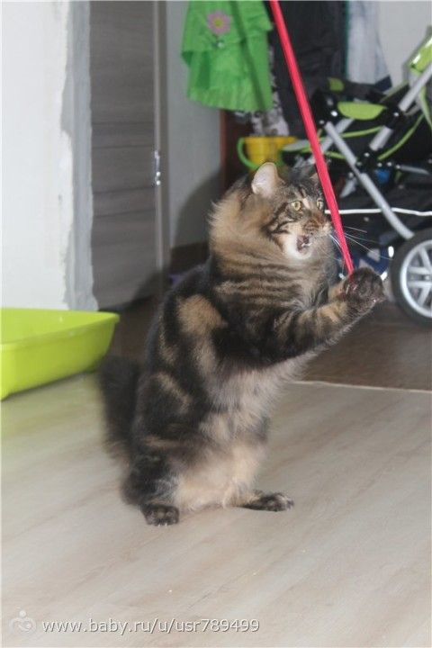 Кошатинка наша)))