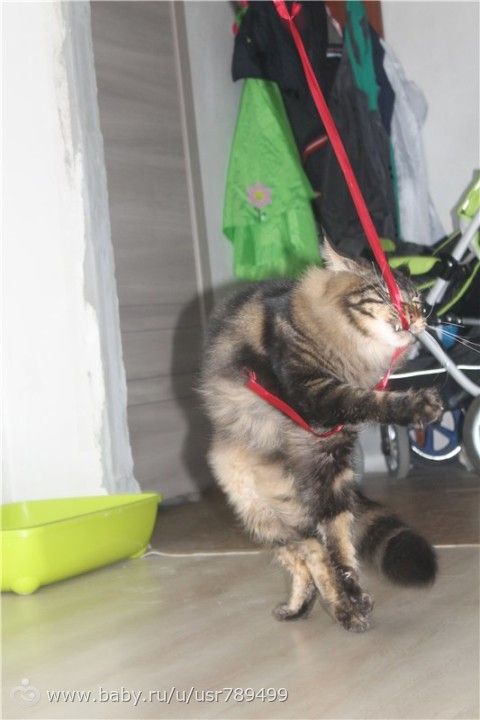Кошатинка наша)))
