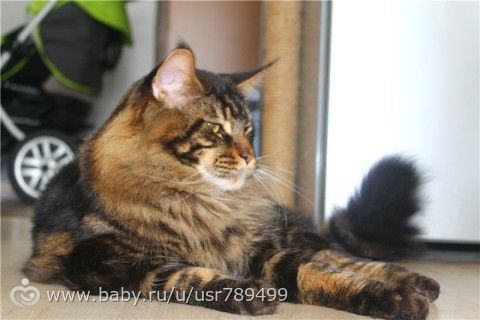 Кошатинка наша)))