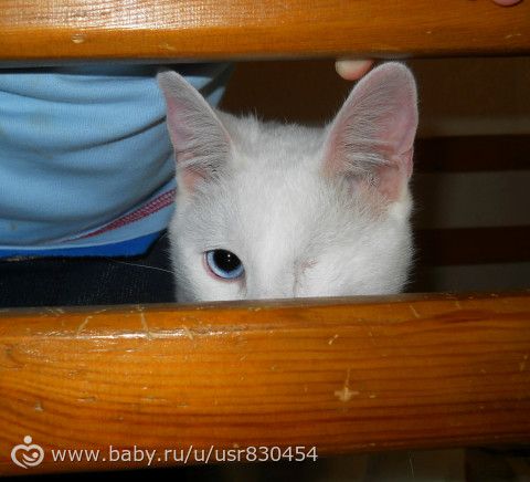 Мой любимый одноглазик-пиратик.Сегодня сфотались