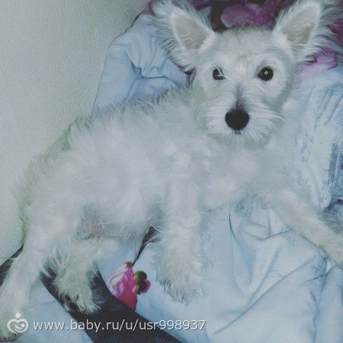 Вопрос собачникам про рулетку.