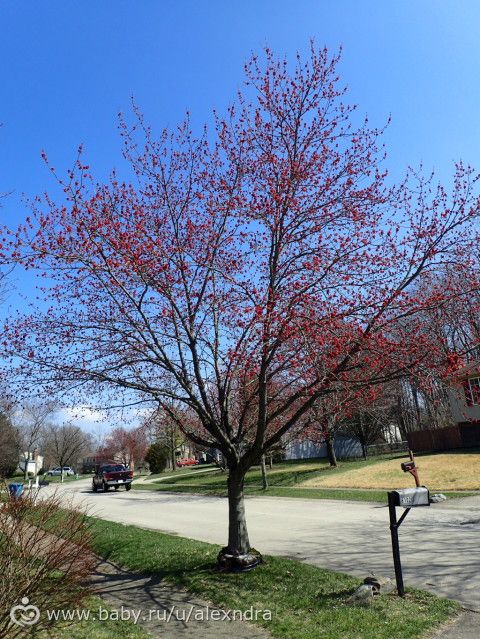 Весна в Северной Каролине и в Индиане. Красивые фотографии.
