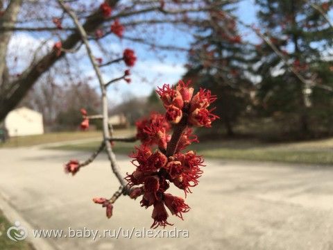 Весна в Северной Каролине и в Индиане. Красивые фотографии.