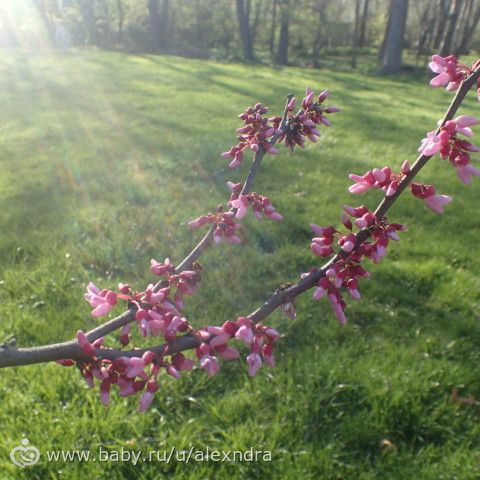 Американские дворики и прогулки с собакой.