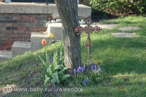 Американские дворики и прогулки с собакой.