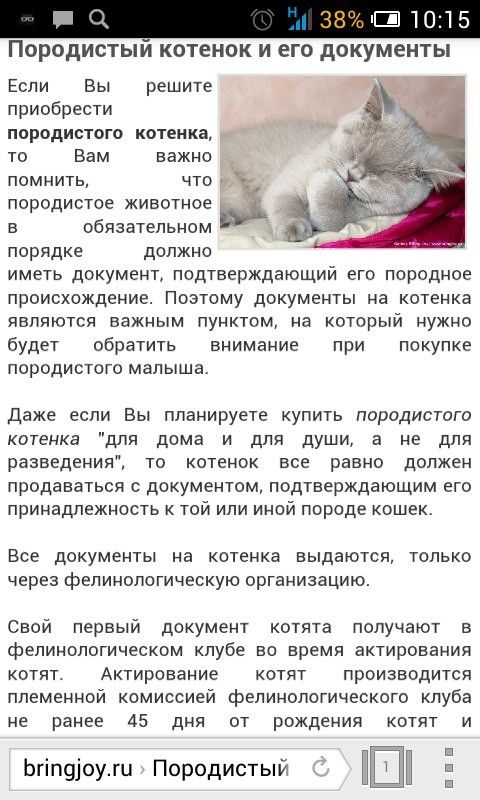 Котята Без Документов Купить