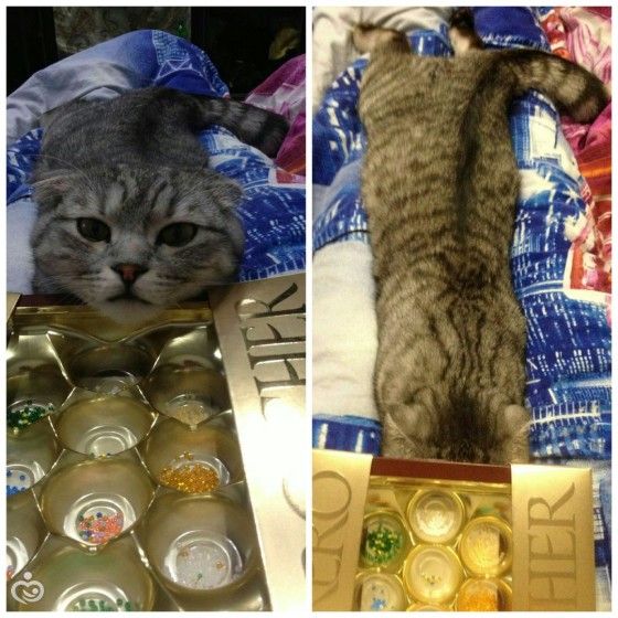 Царь! Очень приятно, Царь!