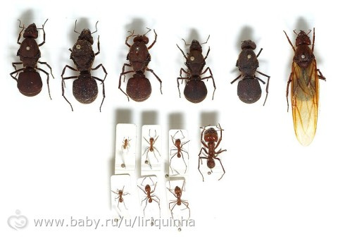 Записки из бразильской глуши (от 5 ноября), про насекомых (брезгливым не заходить)
