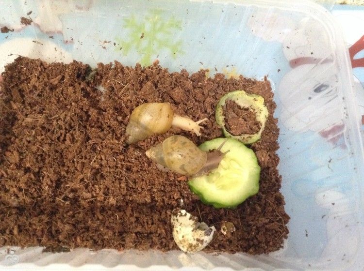 Какие экзотические животные у вас живут?