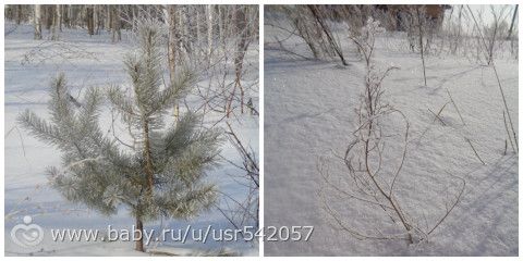 Последняя неделя календарной зимы