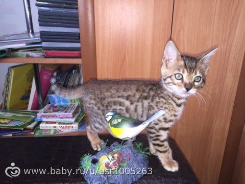 А окрас то раскрывается потихоньку)))