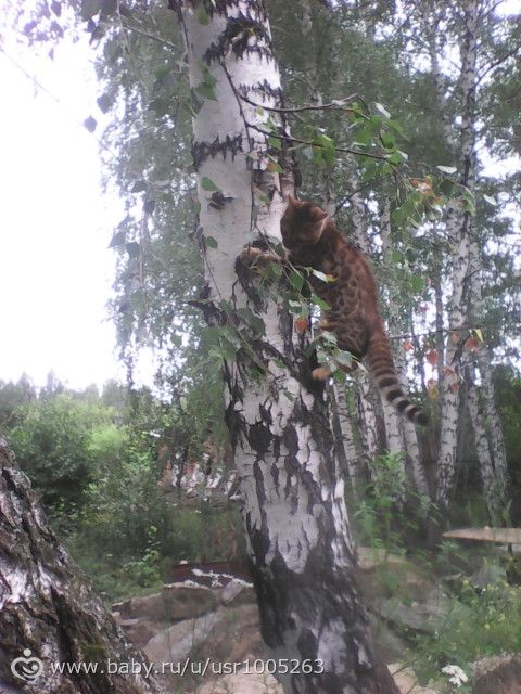 А окрас то раскрывается потихоньку)))