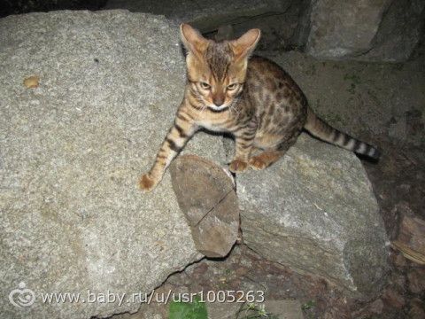 А окрас то раскрывается потихоньку)))