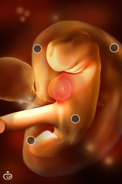 Развитие плода по неделям беременности с фото и ощущения женщины, Метки: описание, эмбрион, описание, эмбрион