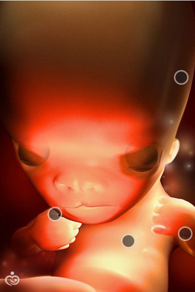 Развитие плода по неделям беременности с фото и ощущения женщины, Метки: описание, эмбрион, описание, эмбрион