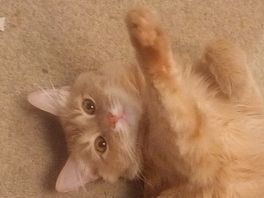 Наш котик) Ну очень травматичный...толстый, ленивый и травматичный) Наш котик) Ну очень травматичный...толстый, ленивый и травматичный)