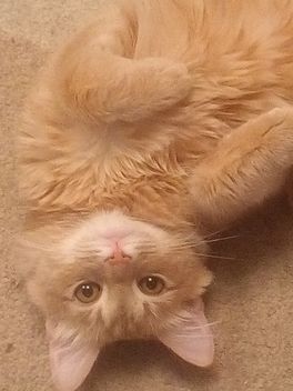 Наш котик) Ну очень травматичный...толстый, ленивый и травматичный) Наш котик) Ну очень травматичный...толстый, ленивый и травматичный)